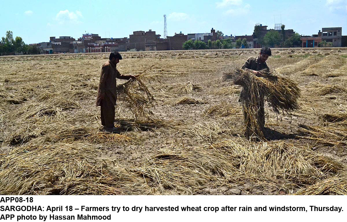 farmers in sargodha dry their crop destroyed by torrential rains on thursday photo app