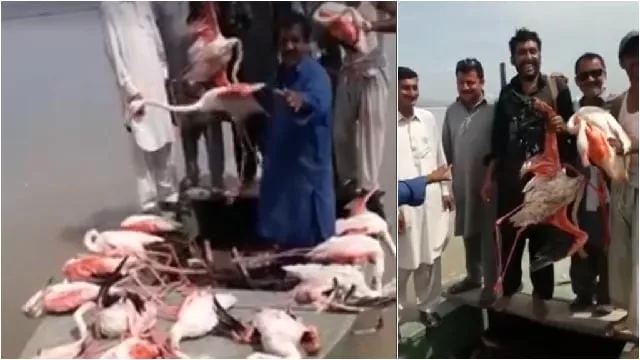 picture of several hunters posing in a video with a dozen flamingos hunted and displayed on a boat near mianwali photo screengrab picture of several hunters posing in a video with a dozen flamingos hunted and displayed on a boat near mianwali photo screengrab