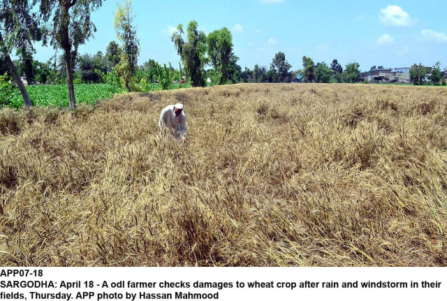 a farmer inspects wheat crop after rains photo app a farmer inspects wheat crop after rains photo app