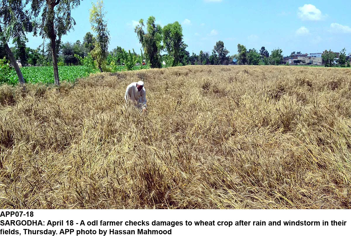 a farmer inspects wheat crop after rains photo app a farmer inspects wheat crop after rains photo app