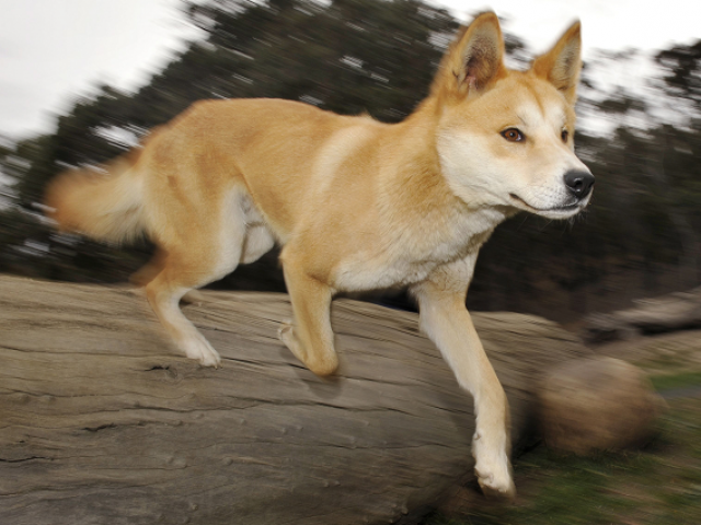 parents had to fight dingoes off to take the 14 month old boy away photo file parents had to fight dingoes off to take the 14 month old boy away photo file