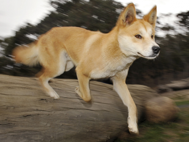 parents had to fight dingoes off to take the 14 month old boy away photo file