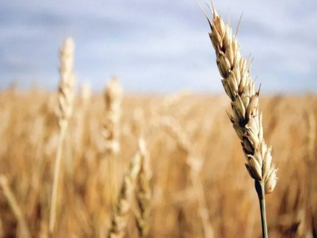 insists damage to crops from rains is moderate denies threat of food insecurity photo file insists damage to crops from rains is moderate denies threat of food insecurity photo file