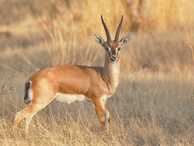 chinkara deer numbers rise from 4 000 to 6 000 chinkara deer numbers rise from 4 000 to 6 000