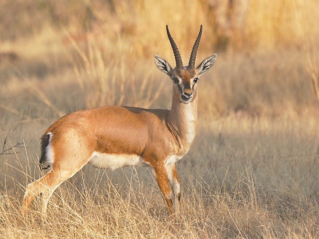 Chinkara deer numbers rise from 4,000 to 6,000