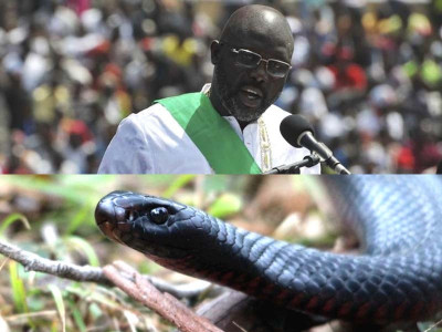 snakes force liberian president to work from home snakes force liberian president to work from home