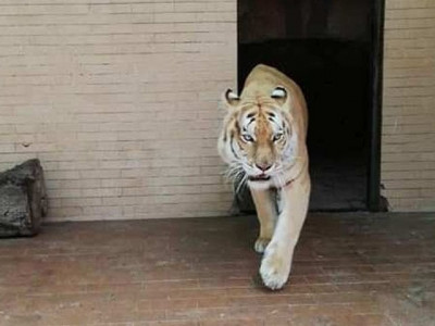 18 big cats welcomed at lahore s zoos 18 big cats welcomed at lahore s zoos