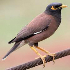 wildlife dept recovers 1 000 myna birds wildlife dept recovers 1 000 myna birds
