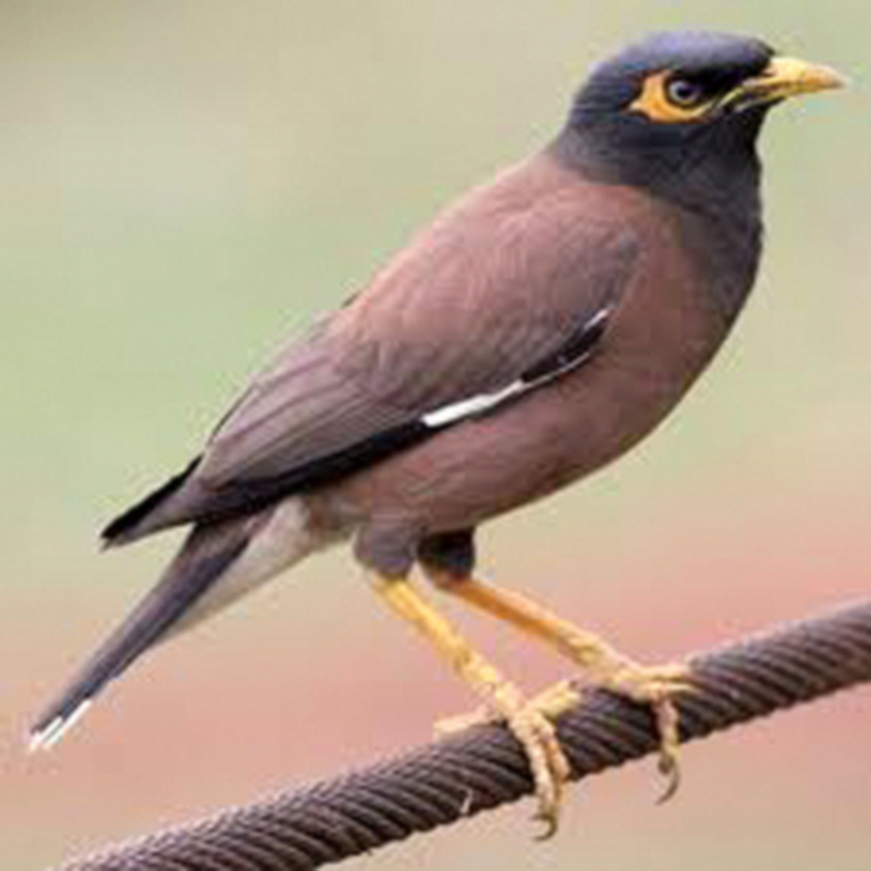 wildlife dept recovers 1 000 myna birds