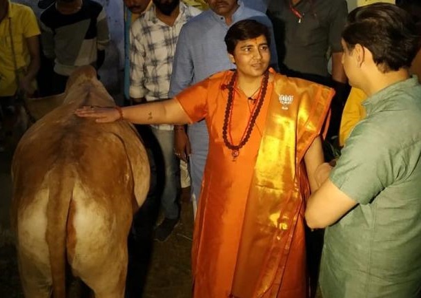 sadhvi an accused in a 2008 deadly blast claims rubbing a cow 039 s back helps in curing blood pressure issues photo india today