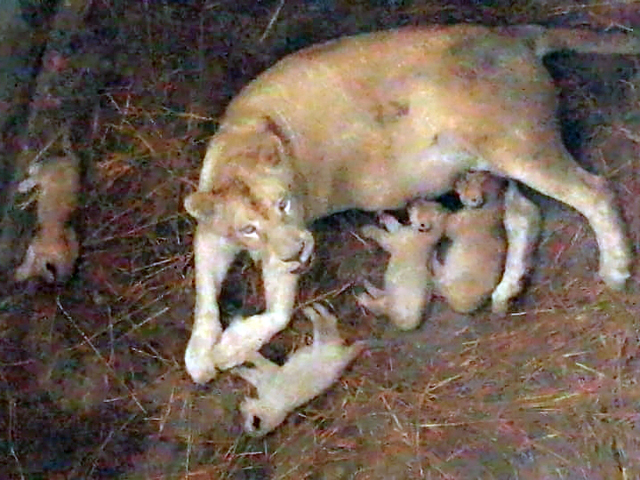 this is the first time a white lioness has given birth at the zoo photo express