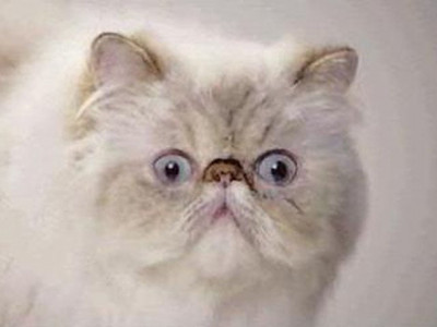 pakistani reactions to breaking news explained through cats