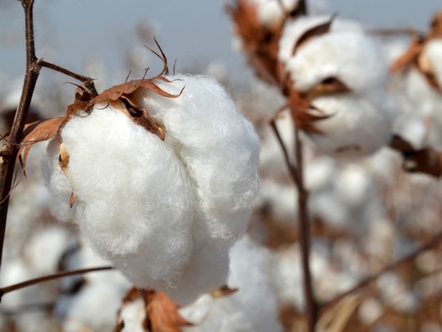 cotton commissioner dr khalid abdullah said that the production area of cotton has declined from 770 000 hectare to 400 000 hectare this year there was a difference of rs1 500 per ton of cotton the rates of cotton remained around the cost of production he said photo file