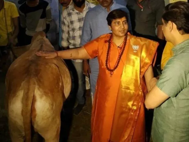 pragya singh thakur an accused in a 2008 deadly blast claims rubbing a cow 039 s back helps in curing blood pressure issues photo courtesy india today pragya singh thakur an accused in a 2008 deadly blast claims rubbing a cow 039 s back helps in curing blood pressure issues photo courtesy india today