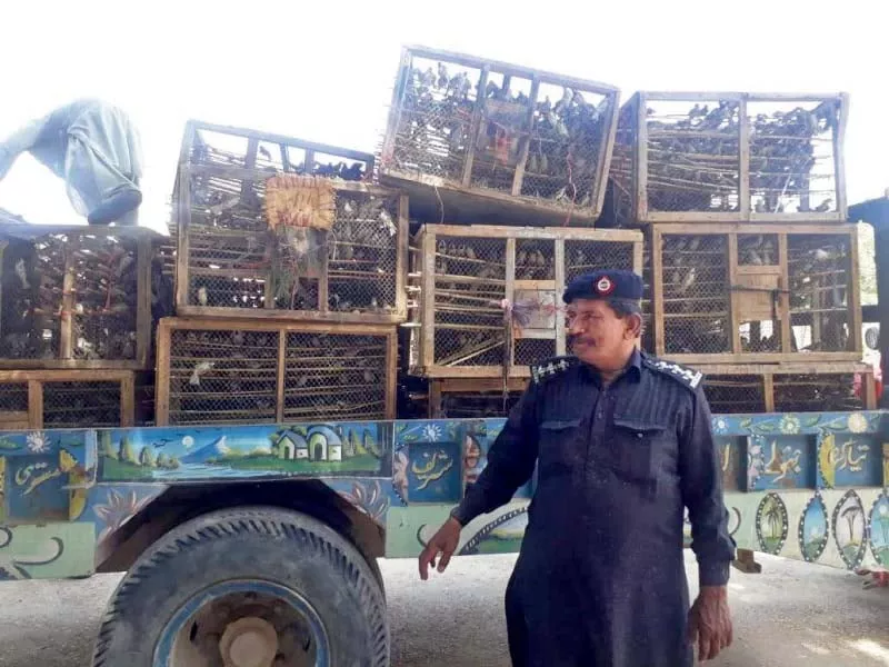 over the course of his 36 year career sindh wildlife department inspector aijaz ali moodani has rescued millions of birds from poachers and trappers photo express over the course of his 36 year career sindh wildlife department inspector aijaz ali moodani has rescued millions of birds from poachers and trappers photo express