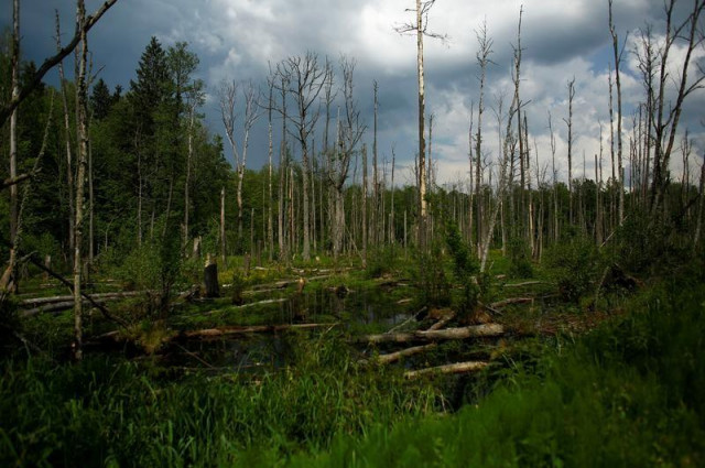 a reuters file photo of the bialowieza forest in europe a reuters file photo of the bialowieza forest in europe