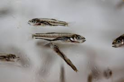 keeping pace can turkish methods revolutionise fish farming in k p keeping pace can turkish methods revolutionise fish farming in k p