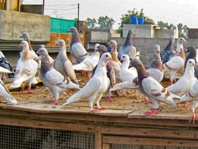 offbeat the secret life of lahore s pigeon enthusiasts