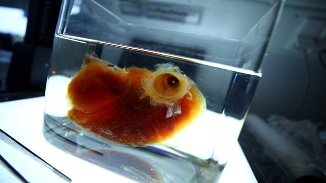 a transparent human brain is shown by ertuerk at his laboratory in munich germany photo reuters a transparent human brain is shown by ertuerk at his laboratory in munich germany photo reuters
