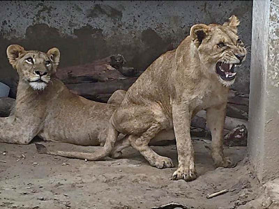 wildlife dept gives nod to mercy killing of paralysed lions wildlife dept gives nod to mercy killing of paralysed lions