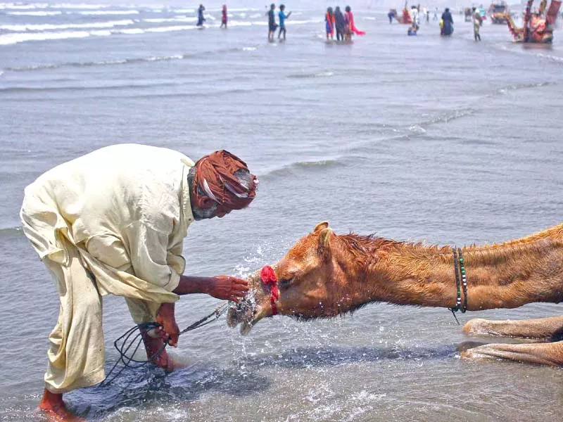 a man splashes water on his camel at sea view beach in karachi as the heatwave persisted in the city for the third consecutive day photo online a man splashes water on his camel at sea view beach in karachi as the heatwave persisted in the city for the third consecutive day photo online