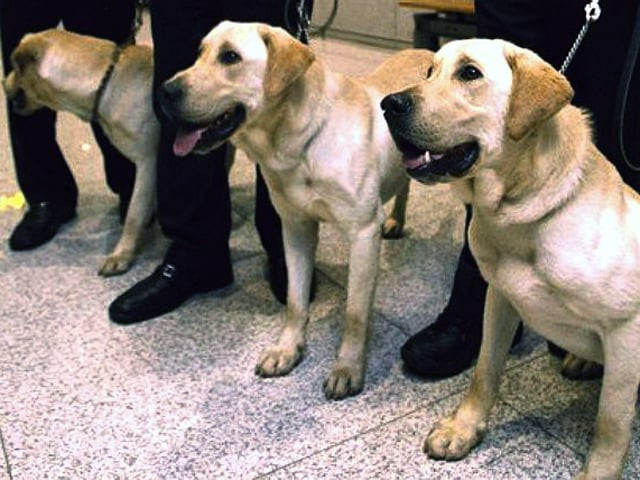 cloned detection dogs making significant contributions to country 039 s quarantine activities photo afp file cloned detection dogs making significant contributions to country 039 s quarantine activities photo afp file