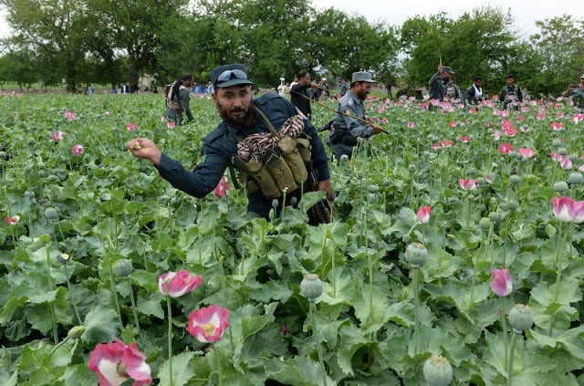 afghan security personnel destroy an illegal poppy crop in the surkh rod district of eastern nangarhar province on april 5 2017 photo afp file afghan security personnel destroy an illegal poppy crop in the surkh rod district of eastern nangarhar province on april 5 2017 photo afp file