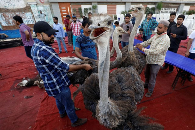 volunteers control ostriches before slaughtering them to prepare charity food for the first day of the fasting month of ramazan in karachi may 6 2019 photo reuters