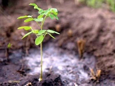 govt to spend 1 of psdp on green programme