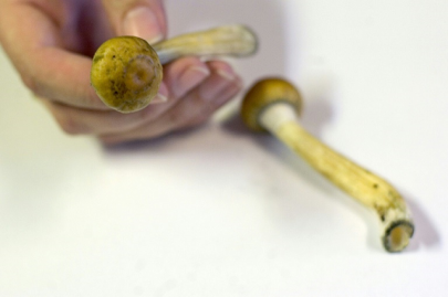 denver first us city to decriminalise magic mushrooms denver first us city to decriminalise magic mushrooms
