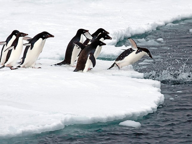 how life in antarctica thrives on penguin poop
