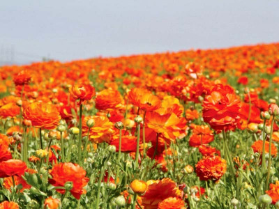 pattoki kissed by a rose pattoki kissed by a rose