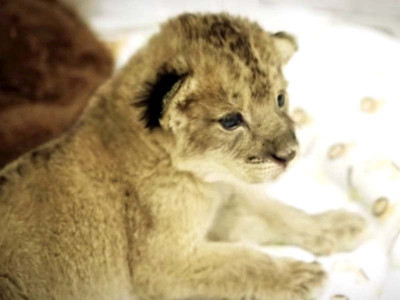 abandoned cub gets new lease on life in lahore safari zoo abandoned cub gets new lease on life in lahore safari zoo