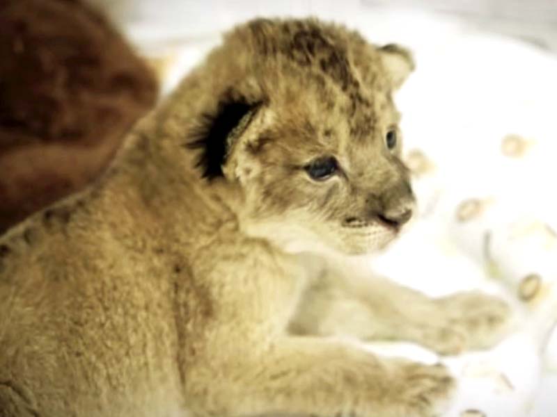 abandoned cub gets new lease on life in lahore safari zoo