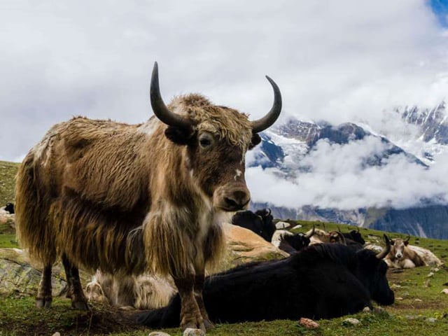 officials say farm animals died because of both cold and starvation in a remote himalayan valley photo file