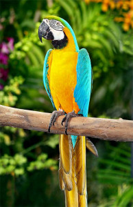 night safari a chance to see zoo animals in a different light