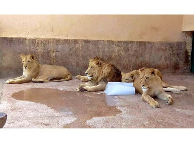 animals in lahore zoos feel the heat animals in lahore zoos feel the heat