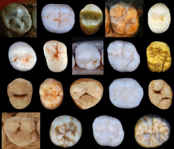 this undated image released by the university college london shows teeth samples of hominins found at the sima de los huesos cave site in spain photo afp this undated image released by the university college london shows teeth samples of hominins found at the sima de los huesos cave site in spain photo afp