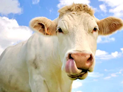 austria warns against cow kissing internet challenge austria warns against cow kissing internet challenge