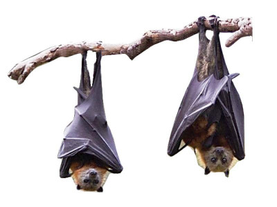 in lahore bats hang on for dear life