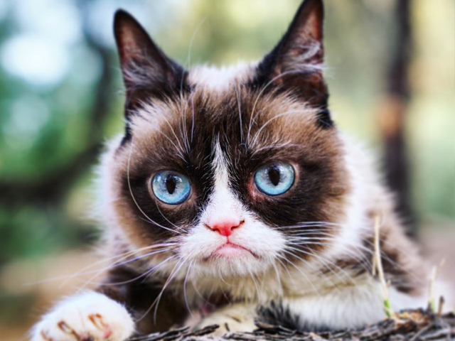 internet sensation grumpy cat dies age seven