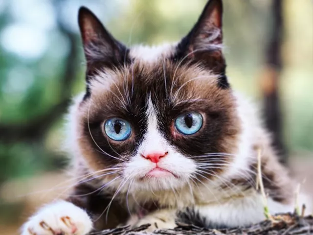 photo grumpy cat twitter photo grumpy cat twitter