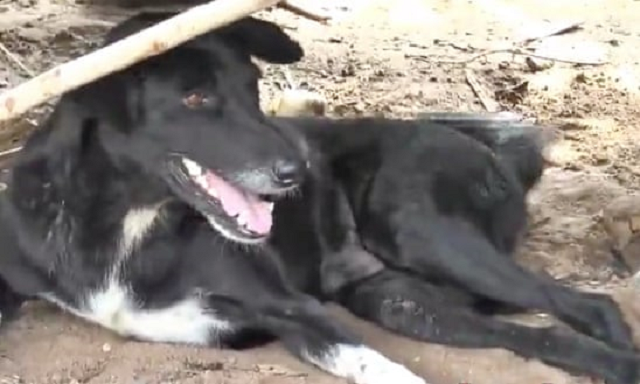 ping pong the disabled thai dog that rescued a baby boy buried by his 15 year old mother photo courtesy thai television
