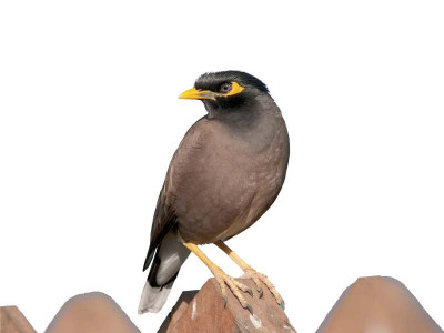 how cement silenced the songbird