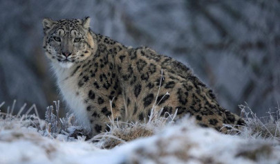 leopards in margalla hills no risk to humans leopards in margalla hills no risk to humans