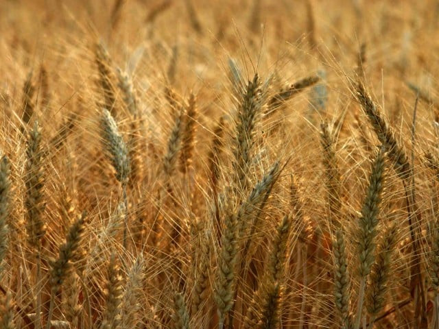 according to reports around 10 000 metric tons of wheat is transported from sindh to punjab daily photo file according to reports around 10 000 metric tons of wheat is transported from sindh to punjab daily photo file