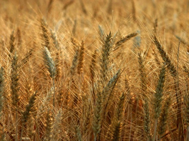 according to reports around 10 000 metric tons of wheat is transported from sindh to punjab daily photo file