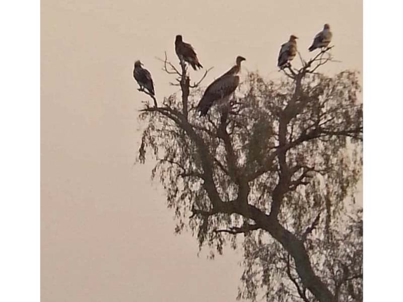 around 10 to 12 years ago vultures were found in many cities and towns of pakistan photo express