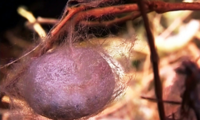 punjab s home based silk industry continues to shrink