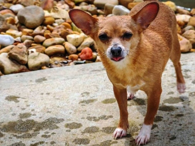 pup parentage problems